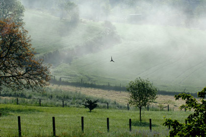 Brume matinale